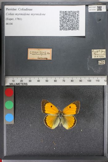 Media type: image;   Entomology 118781